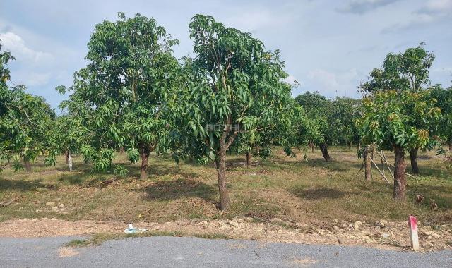 Bán đất vườn xoài 2.200m2/750tr sào tại La Ngà, Định Quán, Đồng Nai