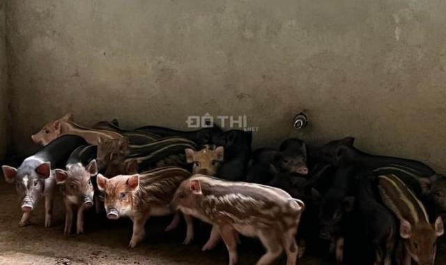 Đi nước ngoài cần bán trang trại 6ha tại huyện Đức Trọng - tỉnh Lâm Đồng