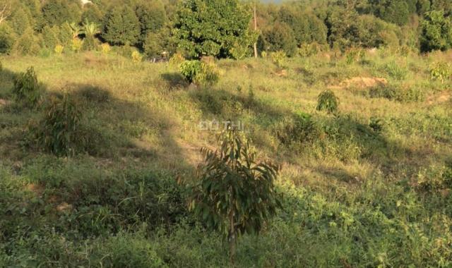 Vườn sầu riêng tại Phú An, Tân Phú gần rừng Nam Cát Tiên, khí hậu mát mẻ giá đầu tư