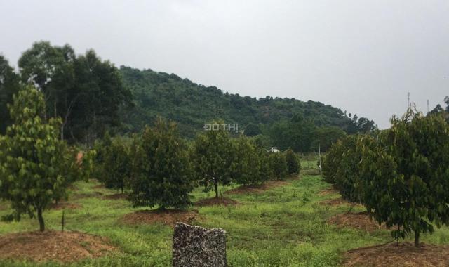 Lô đất đẹp 2 mặt tiền đường tại Phú An, Tân Phú trồng full sầu riêng giá ngộp