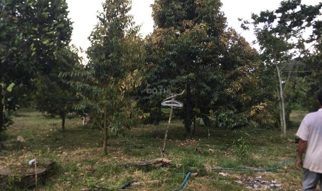 1,2ha Phú An, Tân Phú có sẵn 400m2 ONT trồng sầu riêng, chôm chôm giá đầu tư