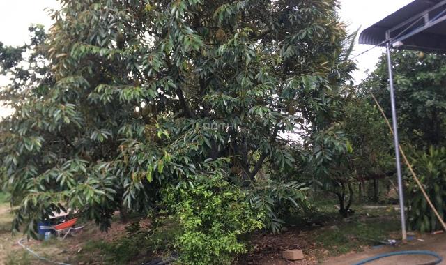 1,2ha Phú An, Tân Phú có sẵn 400m2 ONT trồng sầu riêng, chôm chôm giá đầu tư