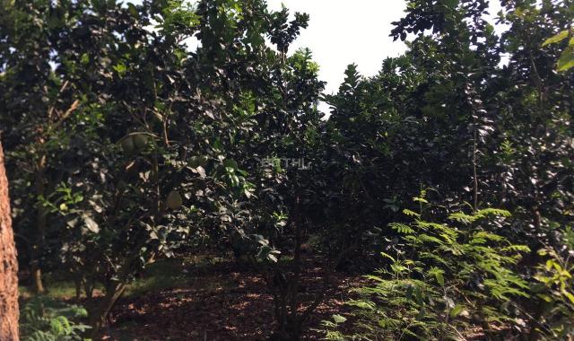 Bán 1,1ha trồng sầu riêng có 148m mặt tiền, Tân Phú - Đồng Nai giá mùa dịch