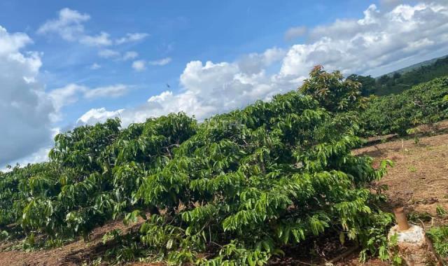 Cần bán hơn 8ha đất có hơn 140m mặt tiền đường nhự, trồng cà phê và sầu riêng tại Đắk Lắk