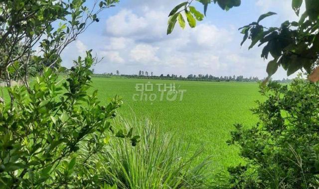 Cần bán đất giá rẻ MT kênh giáp lộ nhựa huyện Thoại Sơn - An Giang