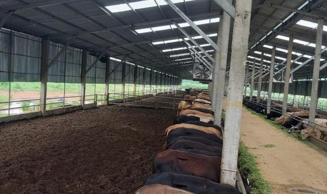 Chính chủ cần tiền bán gấp dự án chăn nuôi bò thịt đã hoạt động tại huyện Lạc Sơn, tỉnh Hòa Bình