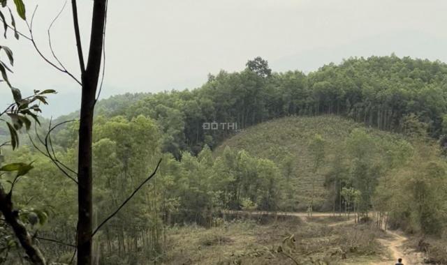 Cần bán 2,6ha đất rừng sản xuất giá rẻ chỉ 1,8 tỉ đồng tại huyện Lương Sơn Tỉnh Hoà Bình