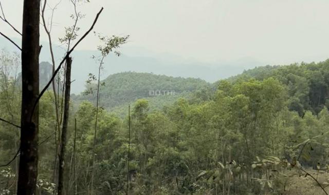 Cần bán 2,6ha đất rừng sản xuất giá rẻ chỉ 1,8 tỉ đồng tại huyện Lương Sơn Tỉnh Hoà Bình