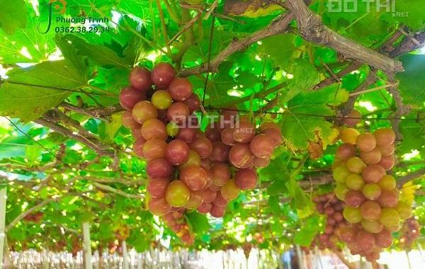Tặng vườn cây ăn quả hơn 2000m2 cạnh núi Bà Đen tỉnh Tây Ninh