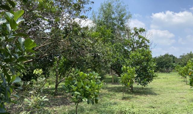 Bán 1 sào đất vườn cây ăn trái trên đường Bình Lộc - Bảo Quang, Long Khánh, Đồng Nai