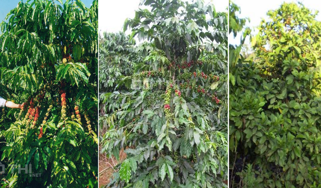 Bán nhanh vườn trái cây diện tích 7.6ha giá 2,5 tỷ chốt