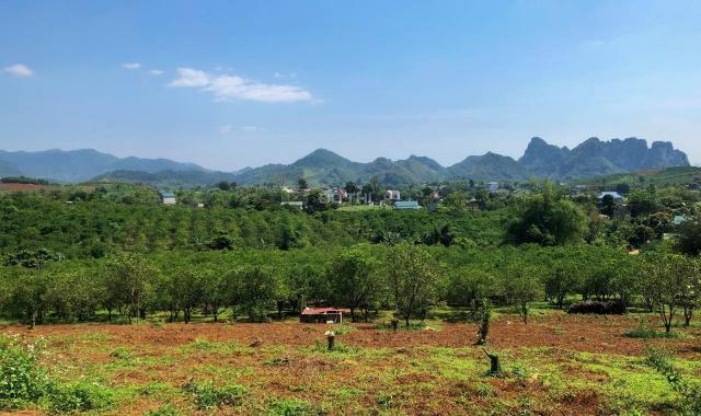 Bán đất siêu đẹp thổ cư 2000m2 tổng diện tích 3536m2 Cao Phong, Hòa Bình