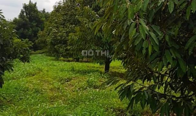 Bán nhanh 4 hecta đất đang trồng sầu tại Krông Buk, Đắk Lắk