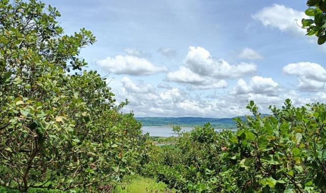 Chính chủ cần bán hơn 5ha điều Tỉnh Đắk Lắk view hồ lớn giá bán 300tr/ha (LH 0906359868)