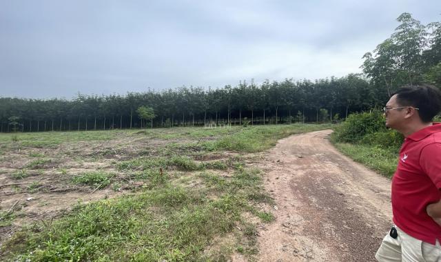 Cần tiền bán đất nhà vườn giá rẻ đường Tân Định 61 DT 12,5x120m = 1350m2