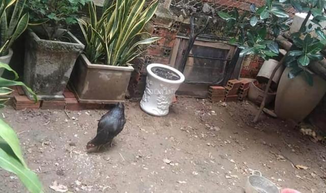Tuyển chủ mới cho ngôi nhà yêu quý của mình ai hiền lành, hợp duyên về ở cho nhà ấm cúng nhé!
