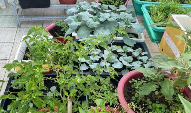 Bán nhà riêng tại đường Phạm Ngũ Lão, Phường 7, Gò Vấp, Hồ Chí Minh diện tích 51.2m2