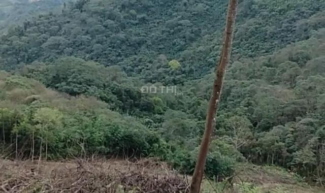 Cần bán khu rừng sản xuất diện tích 51ha Xã Tân Sơn, Chợ Mới, giá đầu tư