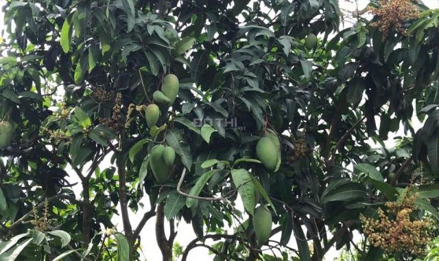 Mình chính chủ cần bán gấp 2 sào vườn trái cây đất gần Quốc Lộ 20 KCN định quán đồng nai giá 600tr