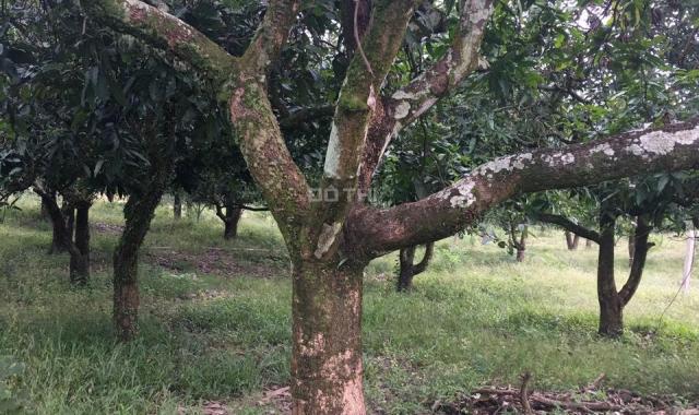 Mình chính chủ cần bán gấp 2 sào vườn trái cây đất gần Quốc Lộ 20 KCN định quán đồng nai giá 600tr