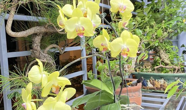 Hiếm của hiếm! Nhà Tây Hồ - lô góc - kinh doanh - chỉ nhỉnh 4 tỷ