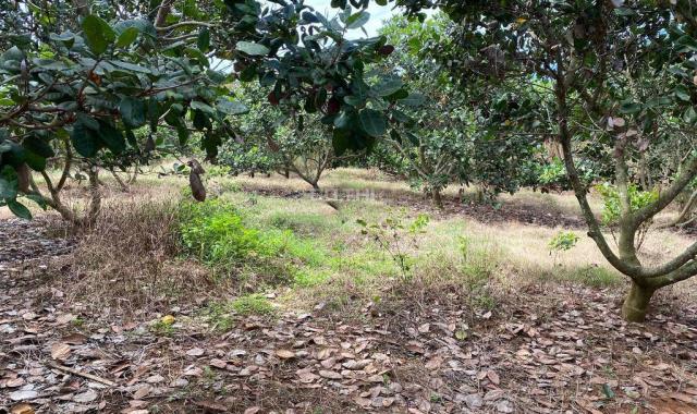 CHÍNH CHỦ BÁN 1,5HA ĐẤT RẪY ĐIỀU SỔ ĐỎ RIÊNG GIÁ TỐT