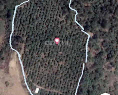 CHÍNH CHỦ BÁN 1,5HA ĐẤT RẪY ĐIỀU SỔ ĐỎ RIÊNG GIÁ TỐT