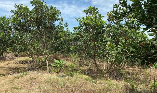 CHÍNH CHỦ BÁN 1,5HA ĐẤT RẪY ĐIỀU SỔ ĐỎ RIÊNG GIÁ TỐT