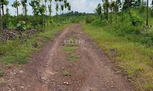 CHÚ VOI CON Ở BẢN ĐÔN, TO MÀ GIÁ NHỎ, cưỡi chơi thong dong cũng có tiền