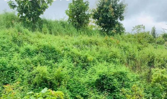 CHÚ VOI CON Ở BẢN ĐÔN, TO MÀ GIÁ NHỎ, cưỡi chơi thong dong cũng có tiền