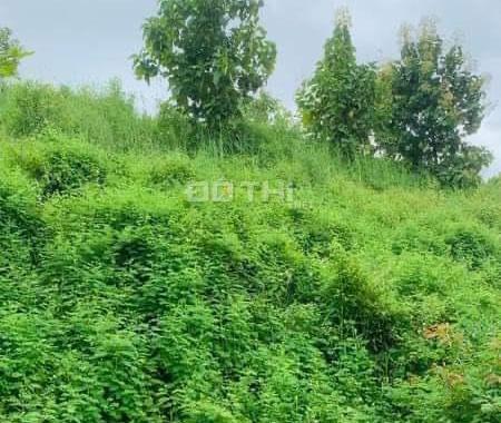 CHÚ VOI CON Ở BẢN ĐÔN, TO MÀ GIÁ NHỎ, cưỡi chơi thong dong cũng có tiền