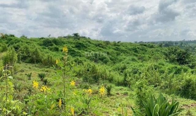 CHÚ VOI CON Ở BẢN ĐÔN, TO MÀ GIÁ NHỎ, cưỡi chơi thong dong cũng có tiền
