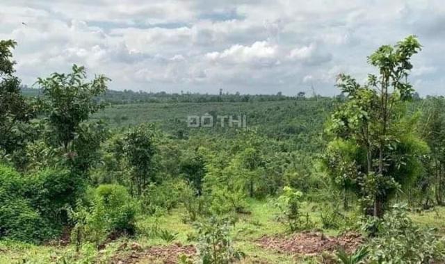 CHÚ VOI CON Ở BẢN ĐÔN, TO MÀ GIÁ NHỎ, cưỡi chơi thong dong cũng có tiền