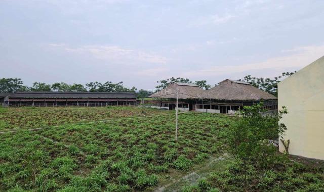 TRANG TRẠI VÀNG TRONG LÀNG ĐẦU TƯ  Gia đình cần Chuyển nhượng trang trại nuôi 300 Bò tại Thái Bình