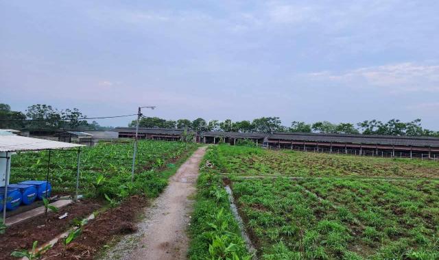 TRANG TRẠI VÀNG TRONG LÀNG ĐẦU TƯ  Gia đình cần Chuyển nhượng trang trại nuôi 300 Bò tại Thái Bình