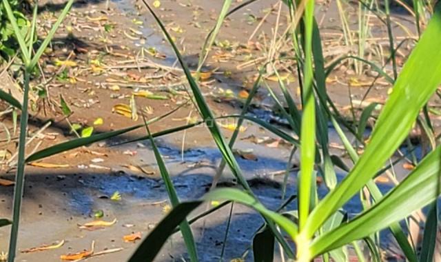 Bán Nền mặt tiền QUỐC LỘ 1A: xã Phú Hưng, huyện Cái Nước, tỉnh Cà Mau.