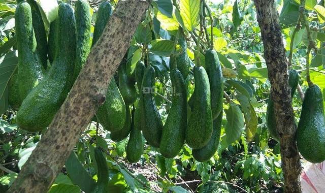 Cần tiền bán đất xã Tân Lạc, Bảo Lâm, Lâm Đồng, vườn cây trái xum xuê, view nhìn núi