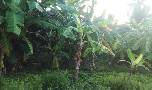 Cần bán 3 nền mặt tiền đường nhựa gần chợ Nhị Long.