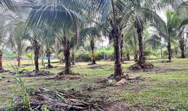 Bán 2 sào vườn siêu đẹp dừa thôn 8, cưebur giá 800tr/ sào