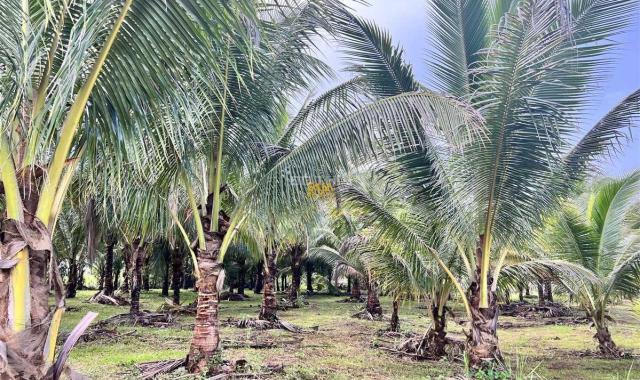 Bán 2 sào vườn siêu đẹp dừa thôn 8, cưebur giá 800tr/ sào