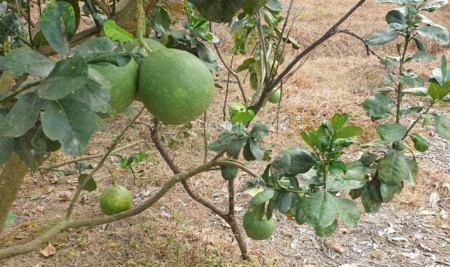 Bán 1.5 hecta đất MT 600A, Huyện Tân Phú Chưa qua đầu tư tặng vườn trái cây