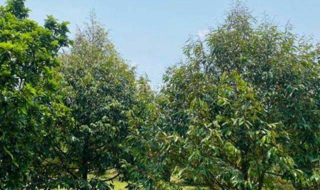 📣 Bán vườn sầu riêng 2000m2 Xã Xuân Tây, Cẩm Mỹ, Đồng Nai chỉ 2,75 tỷ