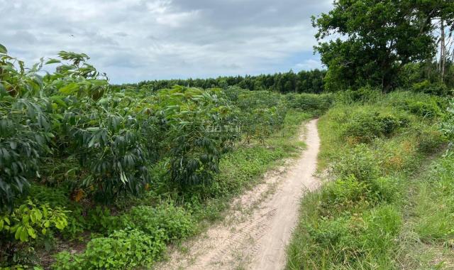 Bán 1 hecta đất 2 MT Nguyễn Minh Châu, Tân Tiến, Thị xã LaGi giá đầu tư