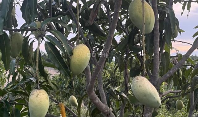 Bán 9ha vườn trái cây xã Diên Sơn đường oto đầy đủ hệ thống giá rẻ LH 0788.558.552