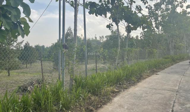 Bán 1000m2 đất Phú Thịnh - Huyện Tân Phú HẠ GIÁ CÒN 750 triệu + Vườn sầu riêng
