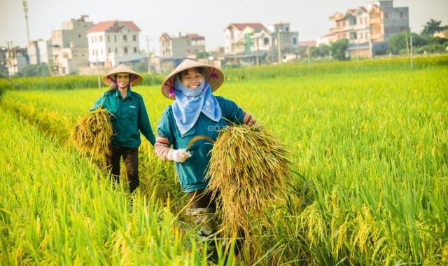 Bán đất tại Đường Tỉnh Lộ  919, Xã Trường Xuân,  Thới Lai, Cần Thơ diện tích 5172m2 giá 5500 Triệu