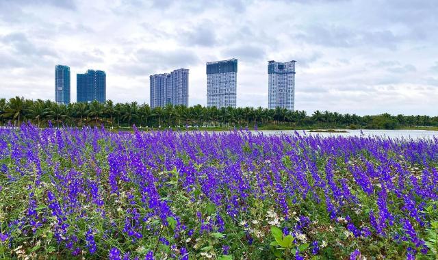 Bán căn hộ 3 ngủ , Tòa S1-2 , chung cư Sky Oasis Ecopark - Giá 4 tỷ 250 bao thuế phí