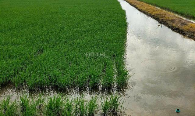 Cần bán gấp 4,5 ha đất tại xã Vĩnh Bình, Huyện Vĩnh Hưng