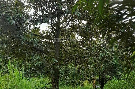 CẦN BÁN GẤP MẢNH VƯỜN SẦU RIÊNG CÂY LỚN – ĐANG CHỜ RA TRÁI!