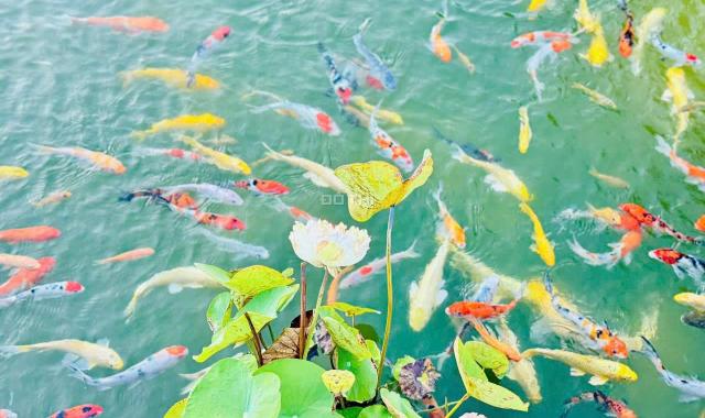 Bán căn hộ cao cấp trong khu Resort 5 sao giá chỉ 3 tỷ 5